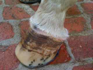 Front hoof