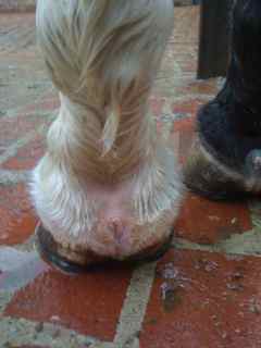 Rear of hoof
