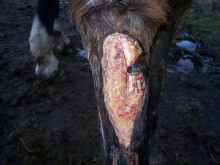 Milli leg initial photo