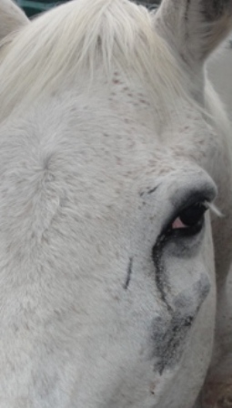 Tumor or Sinus infection