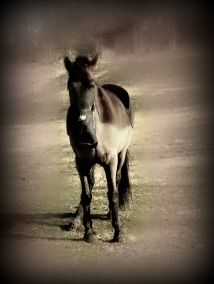 From the front.  Disregard feed back on his nose!