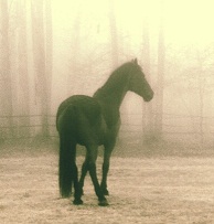 From back. You can clearly see how his feet point here.