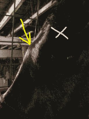 Periosteal swelling at arrow? X was injury impact.