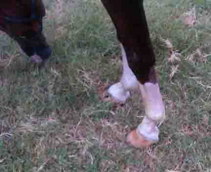 Legendario 5 days post injury