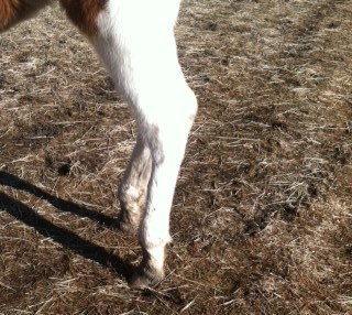 Eight month old colt