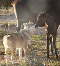 Zuri and Poquita Oct 2014