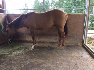 Super Cooper 17 months