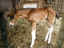 Beauty's colt