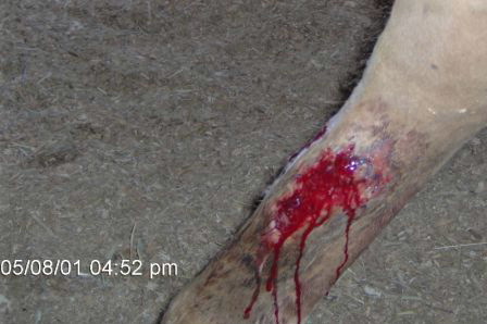 Honey's leg wound