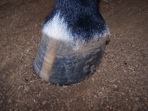 foot2
