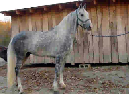 "Platinum" TWH Blind in Left eye