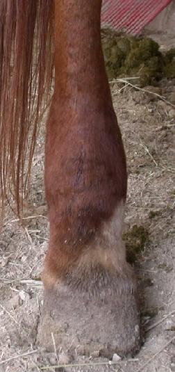 Mona RH front view 29 Mar 2006