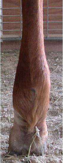 Mona RH Rear view 29 Mar 2006