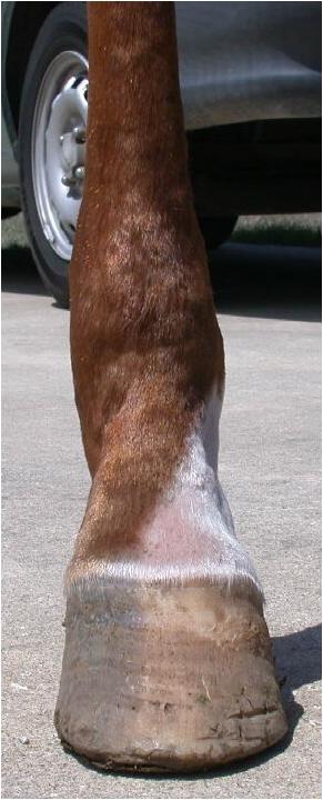 Mona RH front view 1 Apr 2006