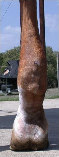 Mona RH rear view 1 Apr 2006