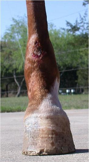 Mona RH front view 8 Apr 2006