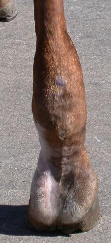 Mona RH rear view 8 Apr 2006