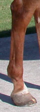 Mona RH Lateral view