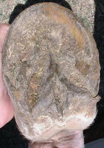 Mona RH bottom view April 16