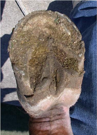 Mona RH bottom view April 8 2006