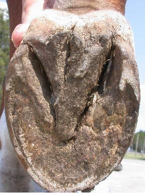 Mona RH Bottom View June