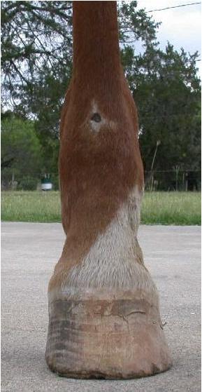 Mona RH Front View May