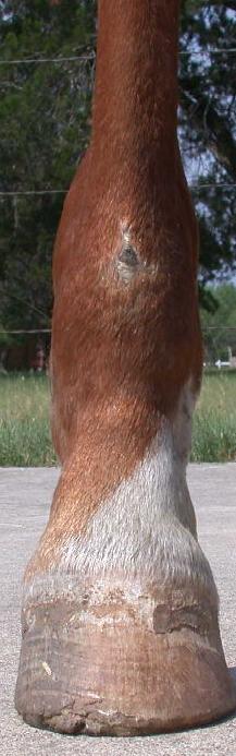 Mona RH Front View June