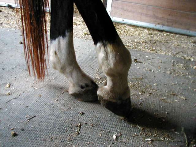 RH fetlock - 3