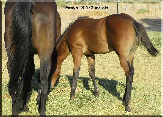 Eowyn. 4 mo old filly --- standing straight front ankles
