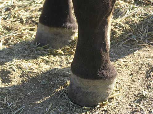 Eowyn front ankles 1