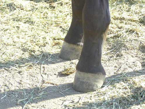 Eowyn front ankles 2