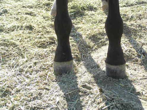 Eowyn ankles front view