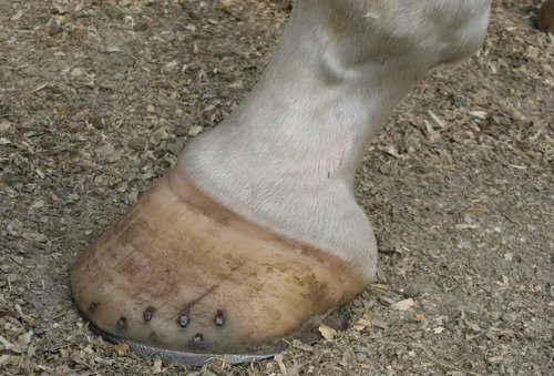 New horse front left