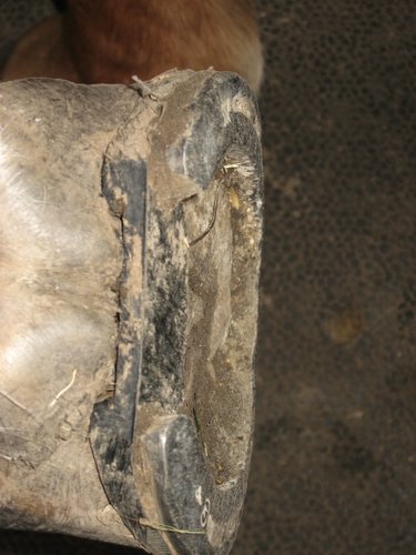 Rebel front left sole