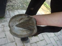 cleo hoof