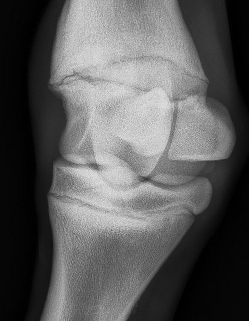 Botchi Left Hind Fetlock