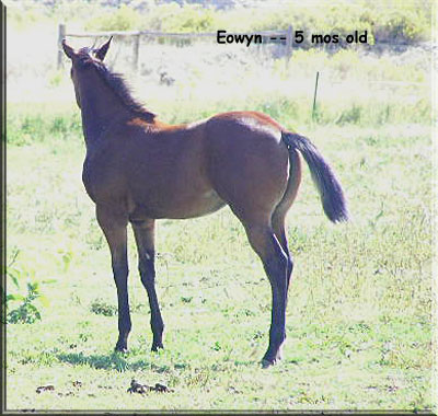 Eowyn at 5 mos. old. 