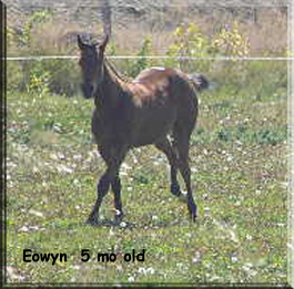 Eowyn running like a horse now