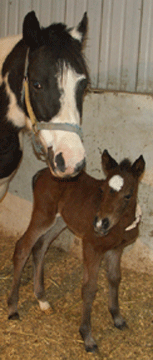 Nirvana 36 hours old