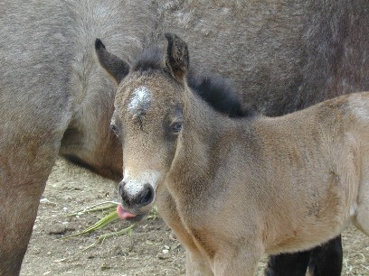 Welsh foal @ 3 days, sire unknown