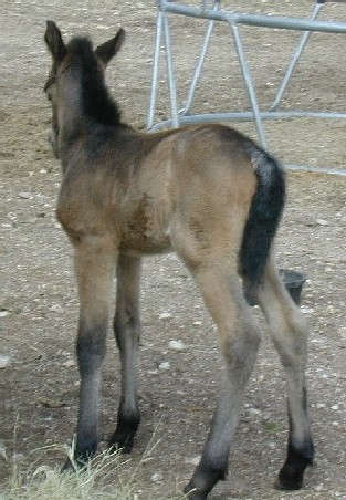 Welsh foal legs