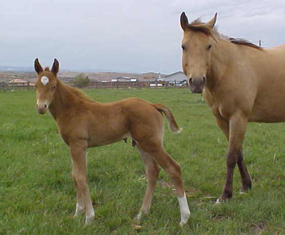 AQHA champagne mare and champagne foal