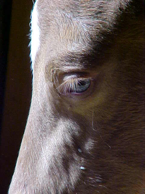 champagne foal eyes