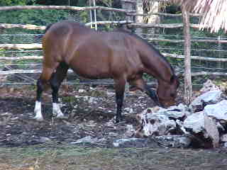 Pregnant Mare