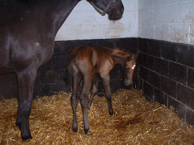 Baggage's foal