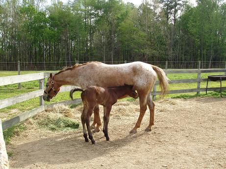 O.K. Little Mitzee and 2007 male foal