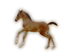 Java  05/28/04 colt at 30 days