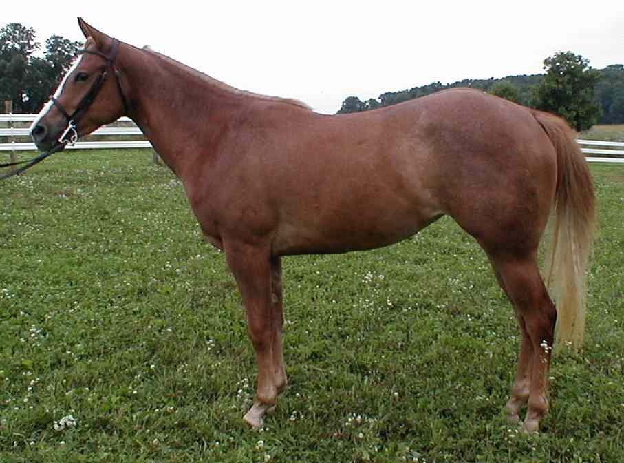 Willow before leaving my farm