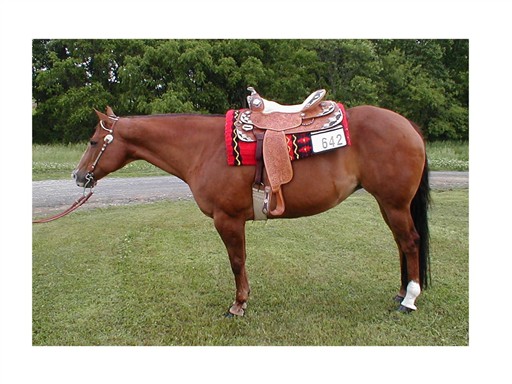 HollySaddled