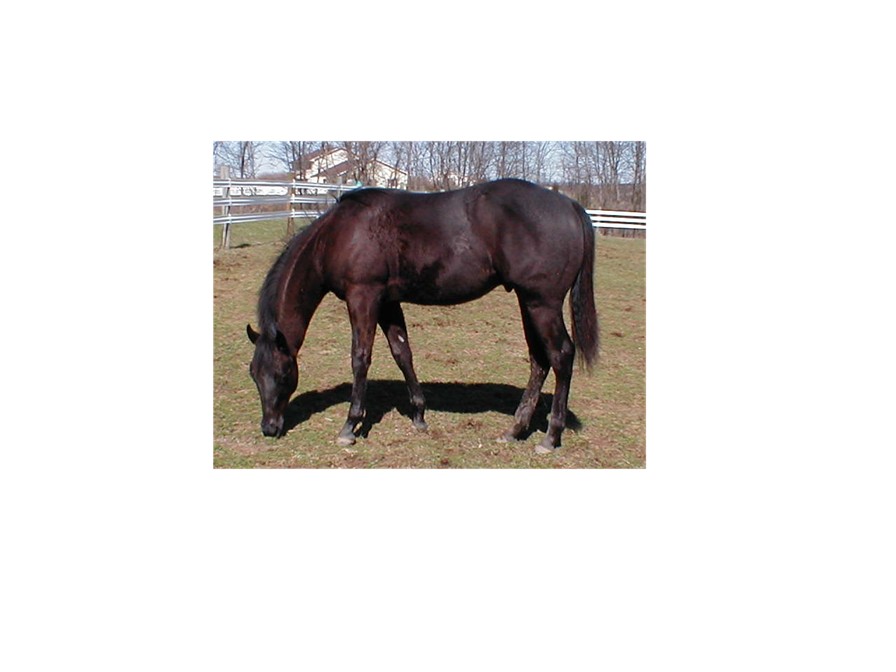 Cruiser12Months